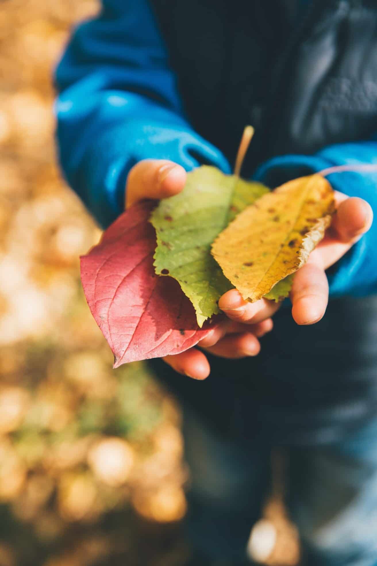 A child is holding a bunch of leaves in his hands.