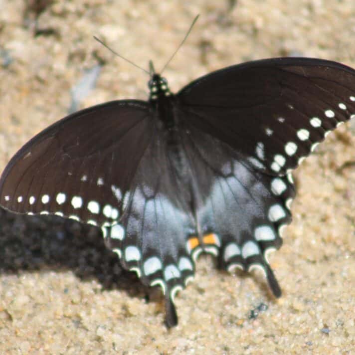 Dark butterfly with wings expanded.