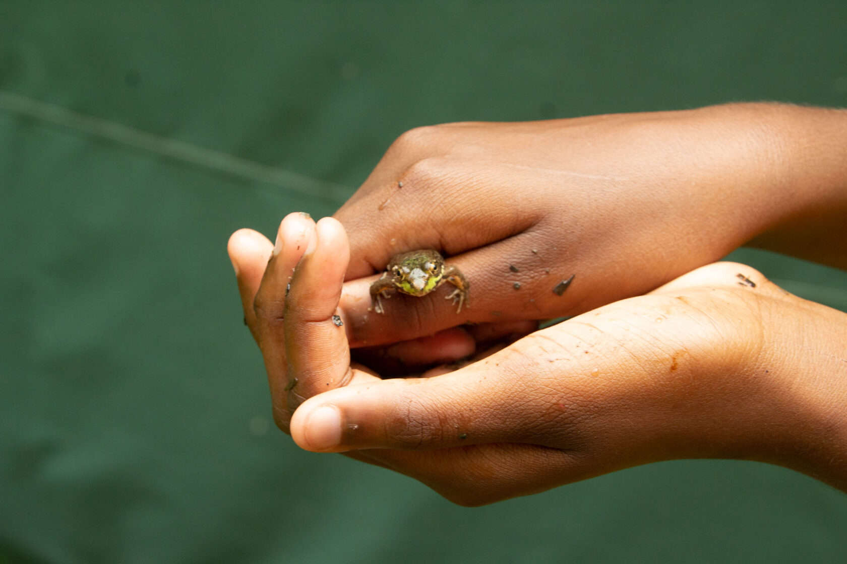 Hands cupping a small frog.