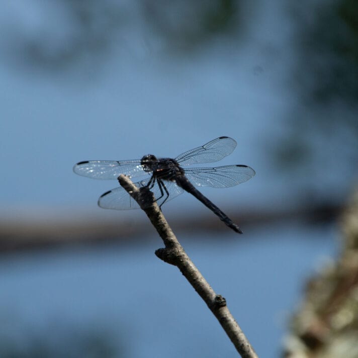 Dragonfly perched on stick.