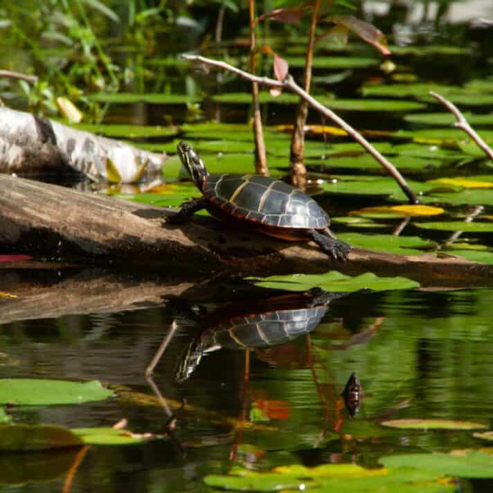 Turtle climbing out of lake.