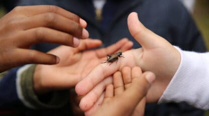 Students hold a cricket.