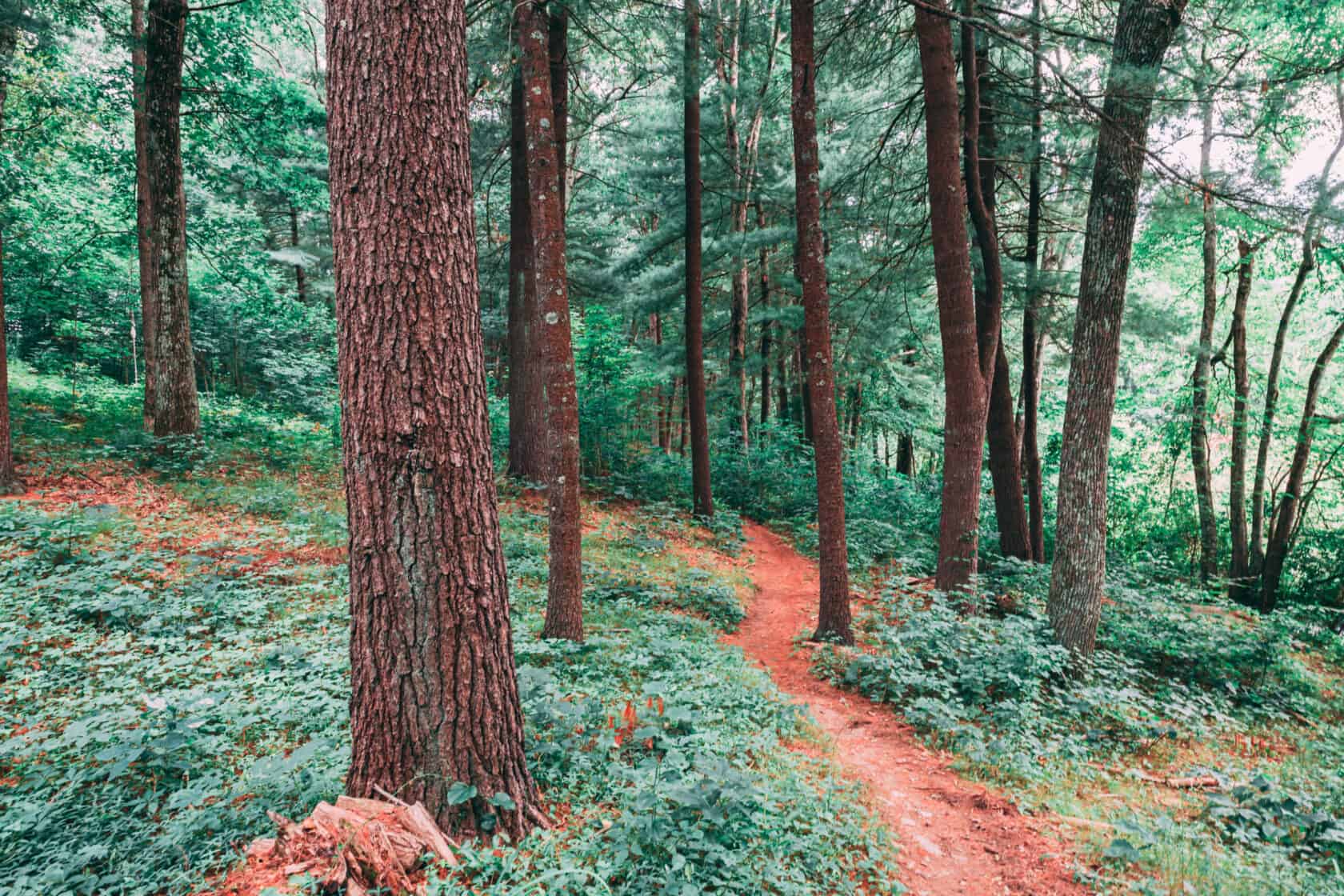 A trail meanders into a pine grove