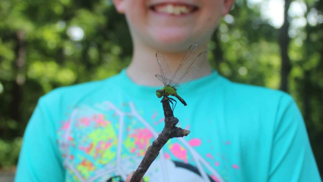 A boy holding a stick with a bug on it.
