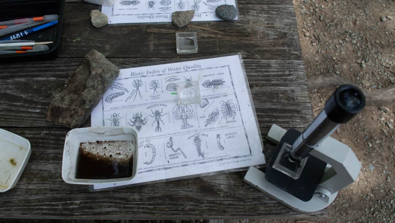 Insect worksheet with a microscope.