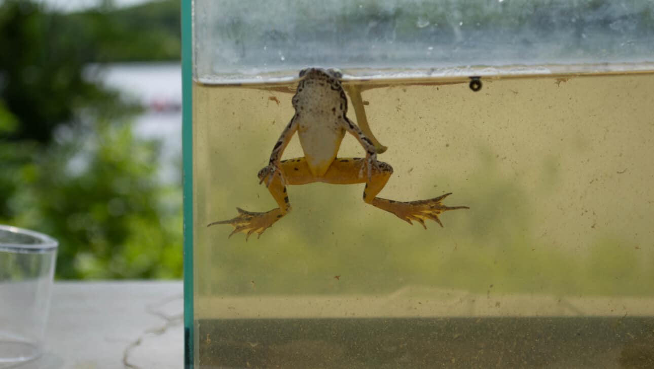 Frog in a container with water.