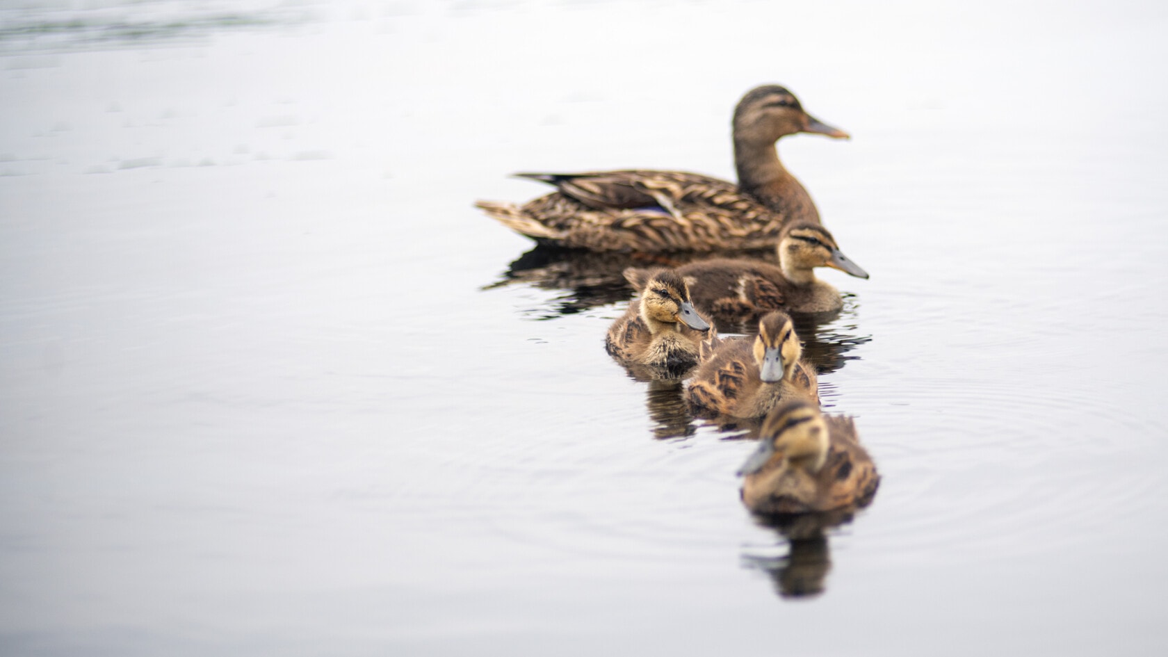 A mother duck and her ducklings float on a pond.