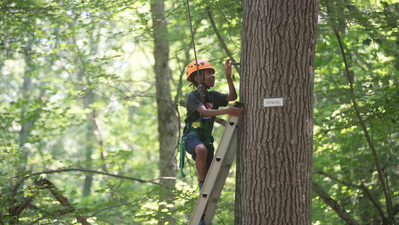 A young boy climbing a tree in the woods.