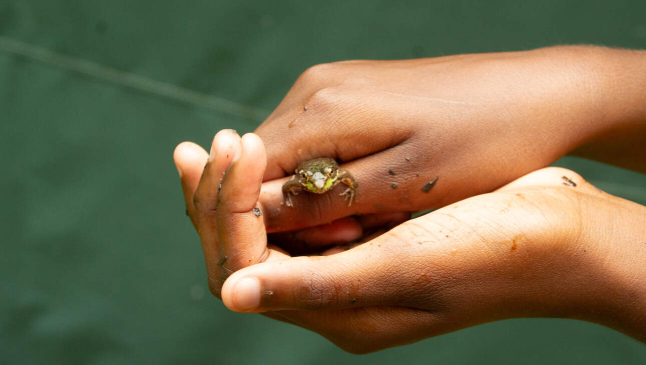 A child's hand holding a small frog.