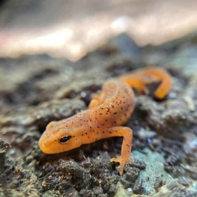 A small orange lizard sitting on a rock.