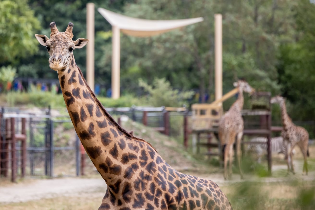 A giraffe looks at the camera at a zoo.
