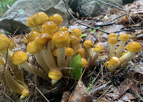 Honey mushrooms on forest floor