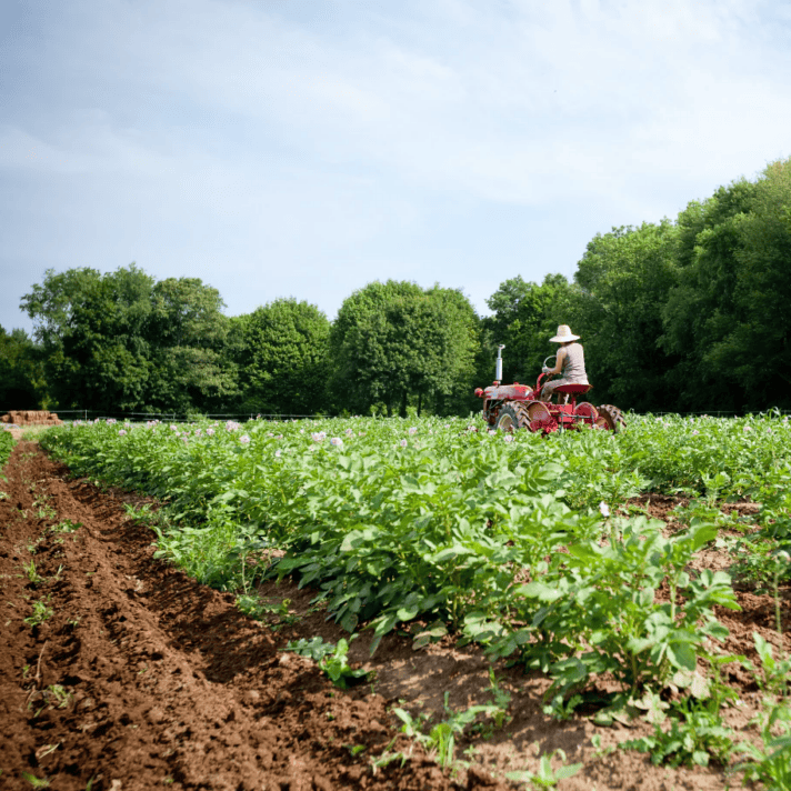 A person wearing a hat drives a red tractor through a green field with rows of crops, surrounded by trees and under a blue sky.