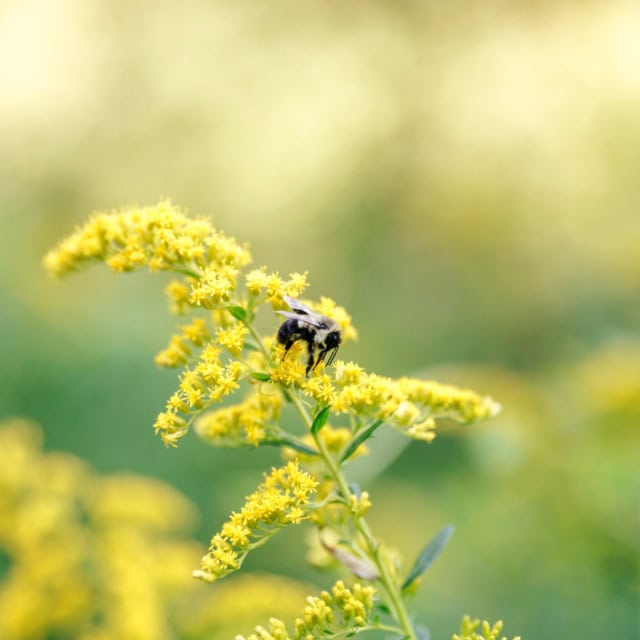 A bee perched on goldenrod flowers with a blurred green and yellow background.