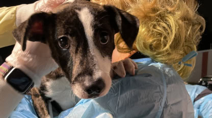 A small dog with black and white fur is held by a person wearing gloves and a blue protective gown, looking directly at the camera.