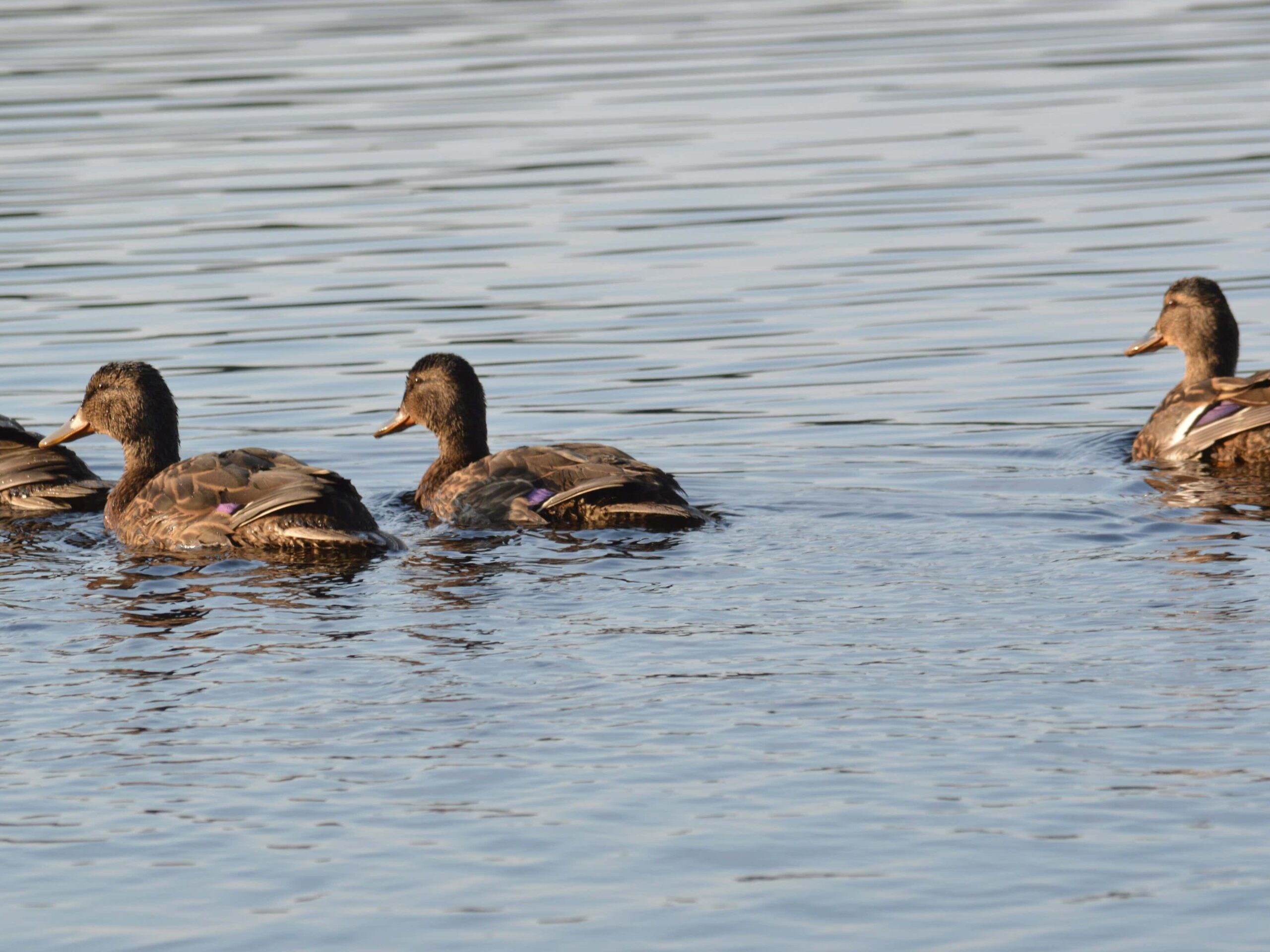 Four brown ducks swim together on calm blue water.