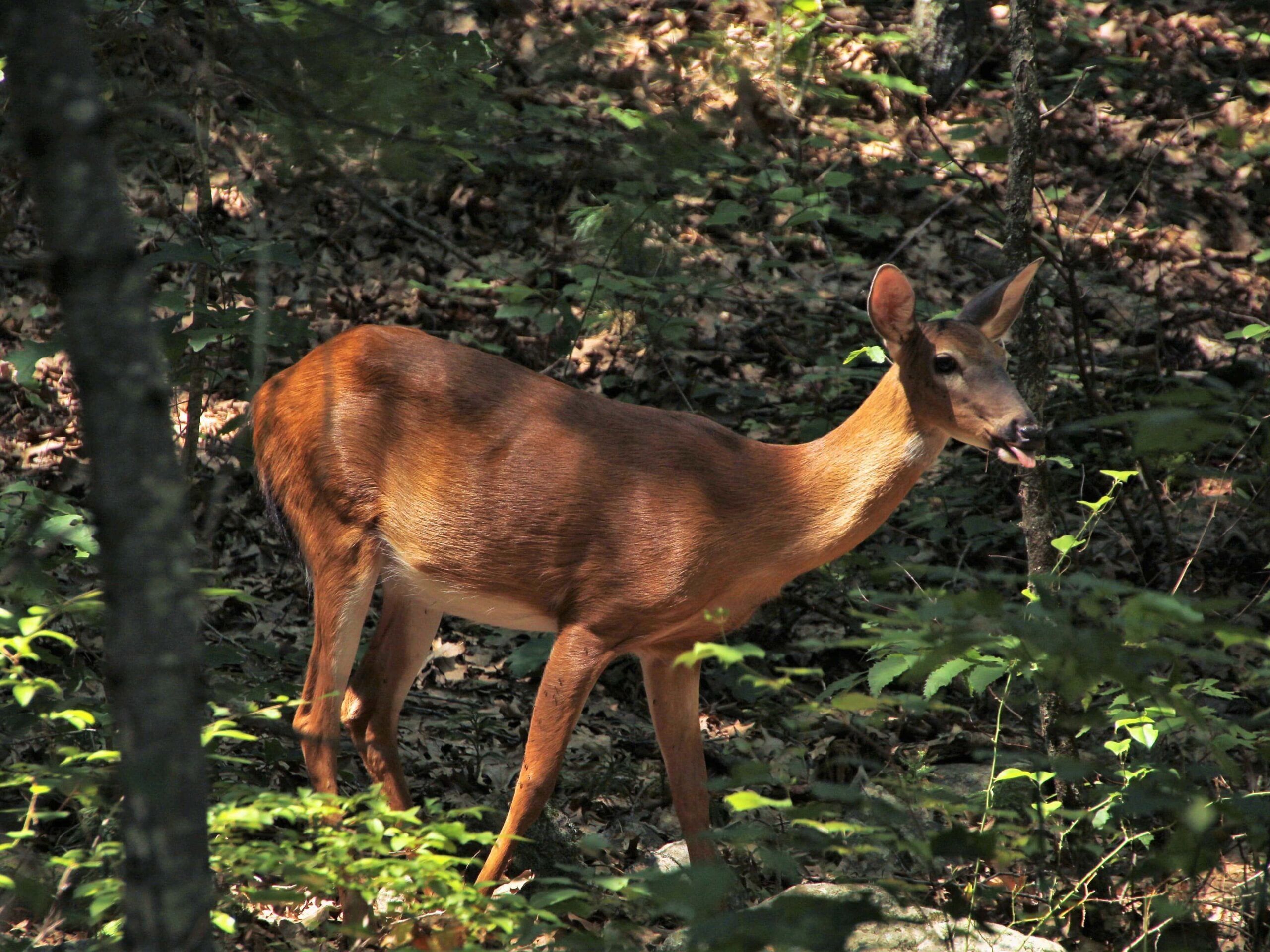 A deer stands among trees and foliage in a sunlit forest, with patches of sunlight highlighting its brown coat.