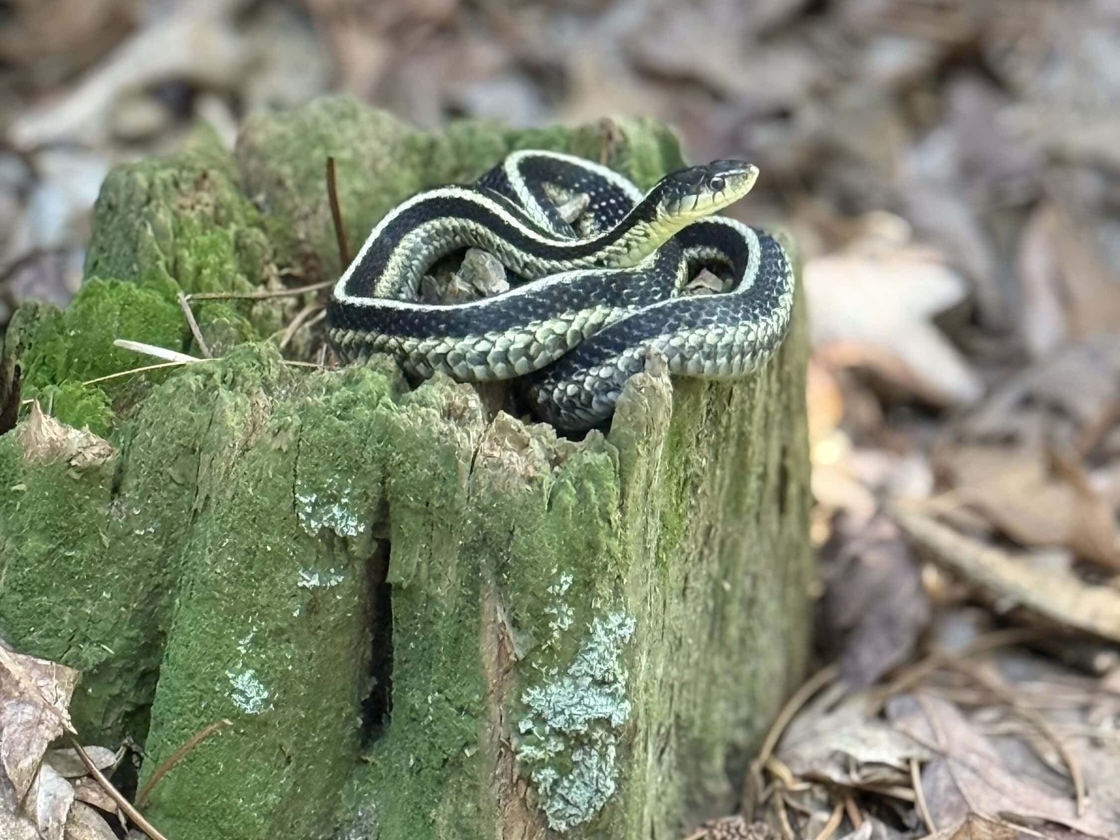 A garter snake is coiled on top of a moss-covered tree stump surrounded by dry leaves in a forested area.