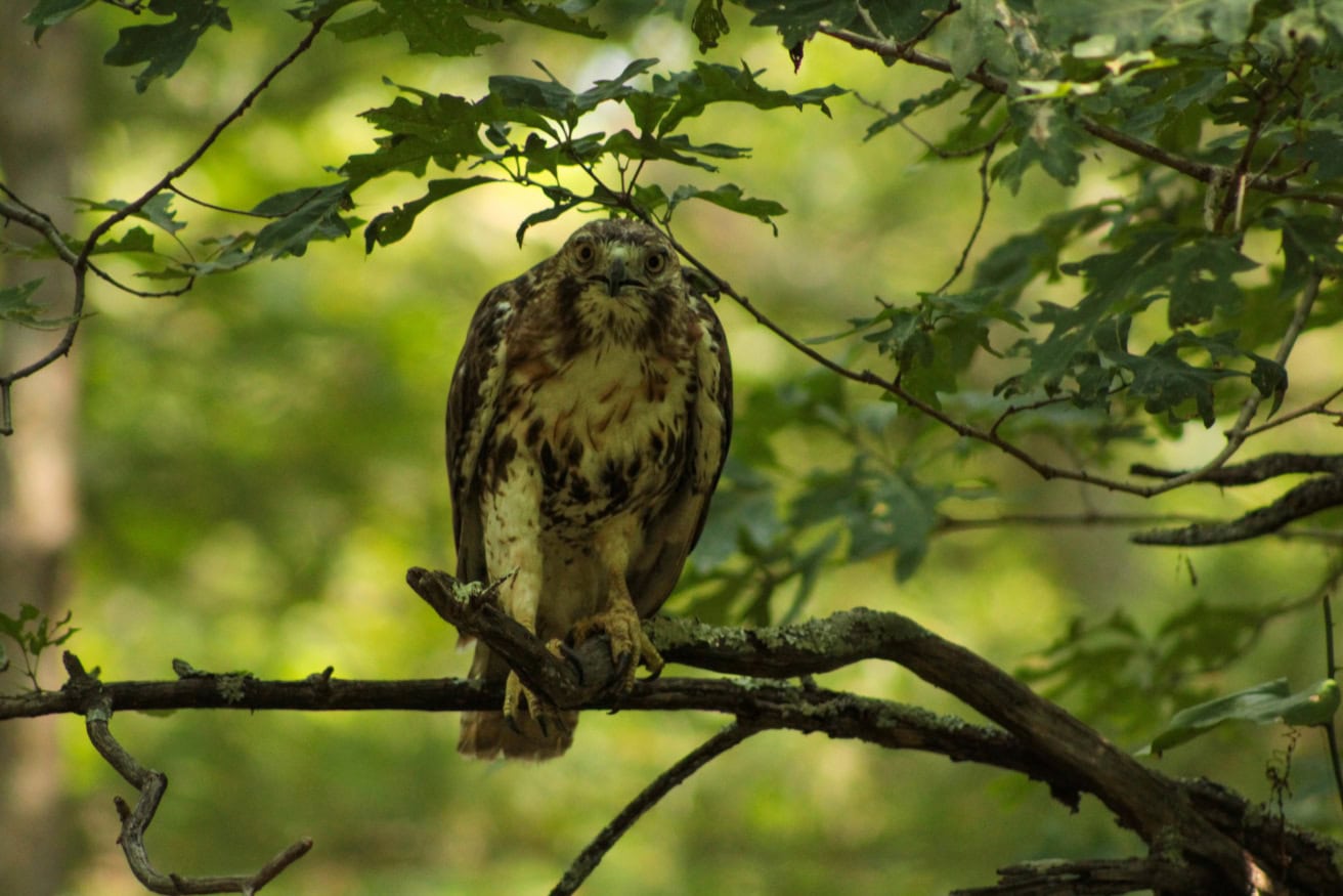A hawk with brown and white plumage perches on a tree branch, surrounded by green leaves in a forest setting.