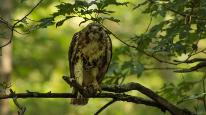A hawk with brown and white plumage perches on a tree branch, surrounded by green leaves in a forest setting.