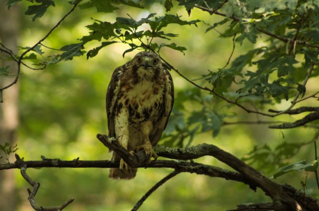 A hawk with brown and white plumage perches on a tree branch, surrounded by green leaves in a forest setting.