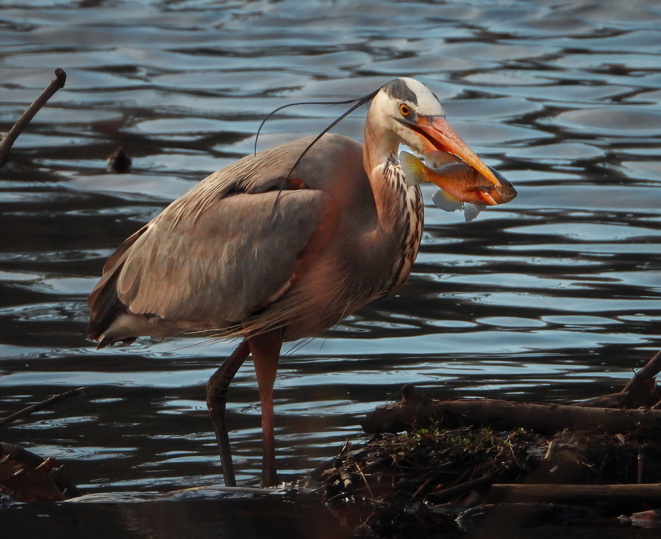 A great blue heron stands in shallow water holding a fish in its beak, surrounded by rippling water and branches.