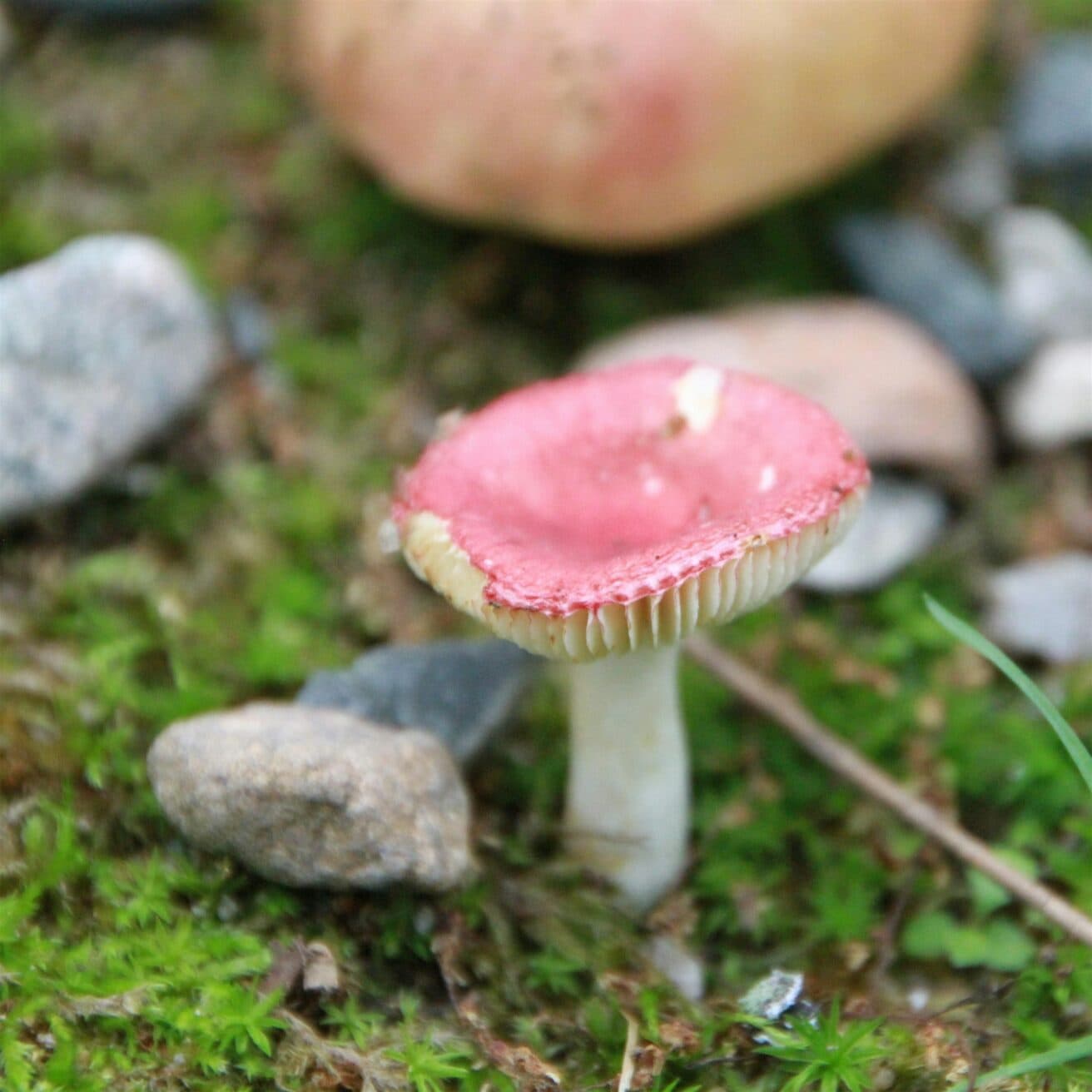 A small mushroom with a red cap and white stem grows among moss, rocks, and pebbles on the ground.