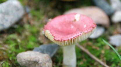 A small mushroom with a red cap and white stem grows among moss, rocks, and pebbles on the ground.