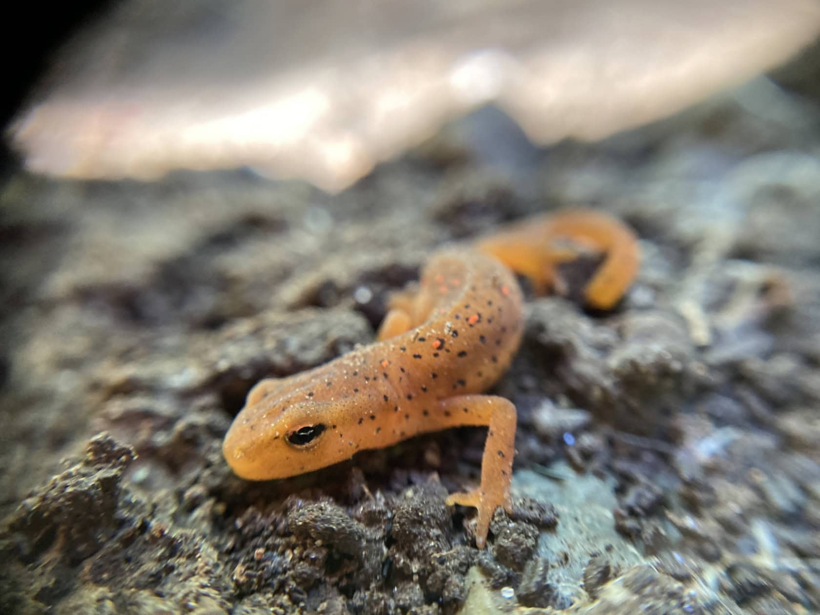 A close-up of an orange newt with black spots lying on damp soil, with a blurred background.