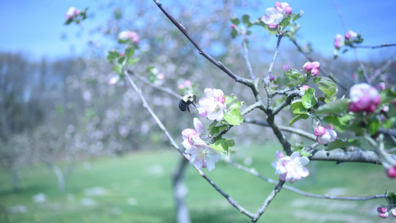 A bee collects nectar from a cluster of pink and white blossoms on a tree branch in a sunlit orchard.