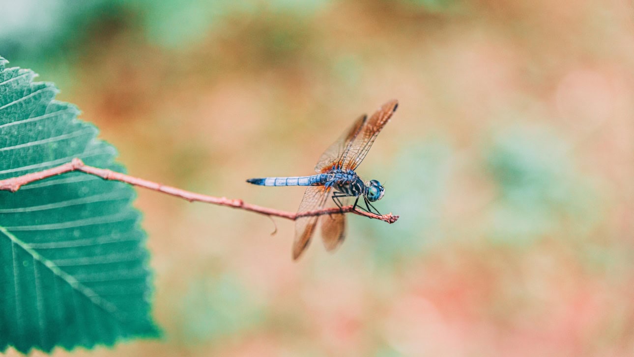 A blue dragonfly perched on the tip of a thin branch with a blurred green and brown background.