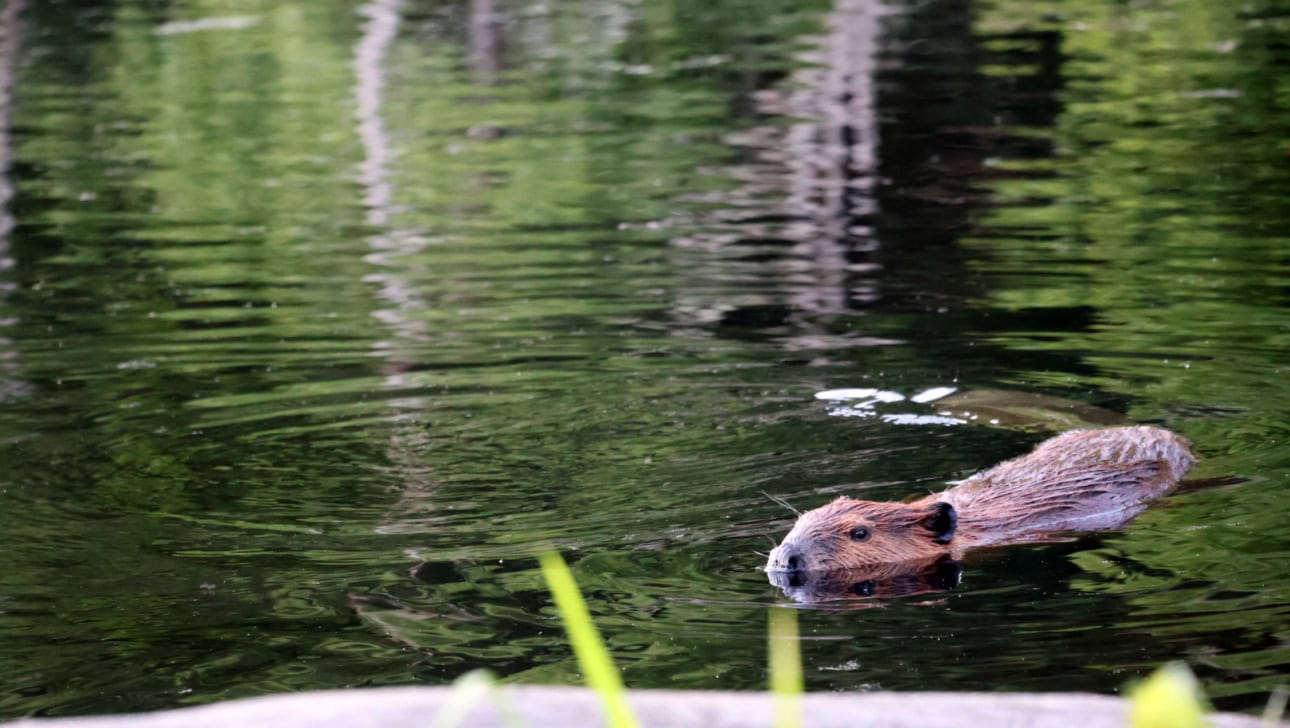 A beaver swims in a calm, greenish pond, with its head and part of its body visible above the water, surrounded by reflections of trees.