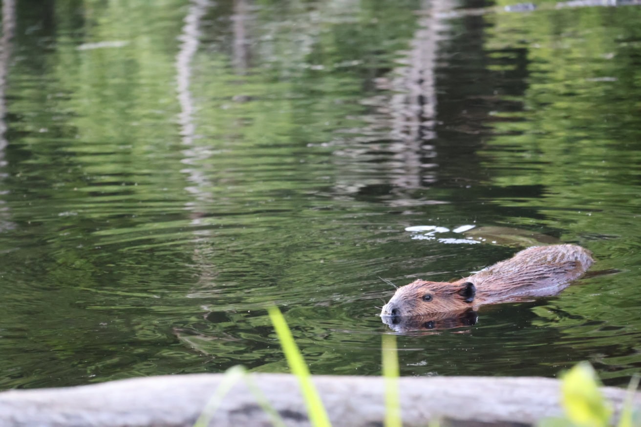 A beaver swims in a calm, greenish pond with trees reflecting on the water's surface.