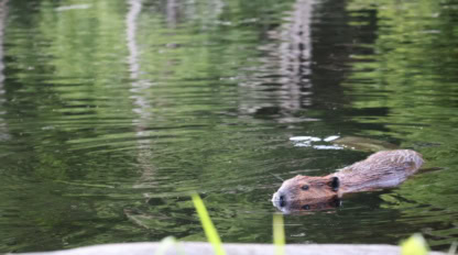 A beaver swims in a calm, greenish pond with trees reflecting on the water's surface.