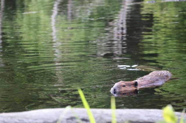 A beaver swims in a calm, greenish pond with trees reflecting on the water's surface.
