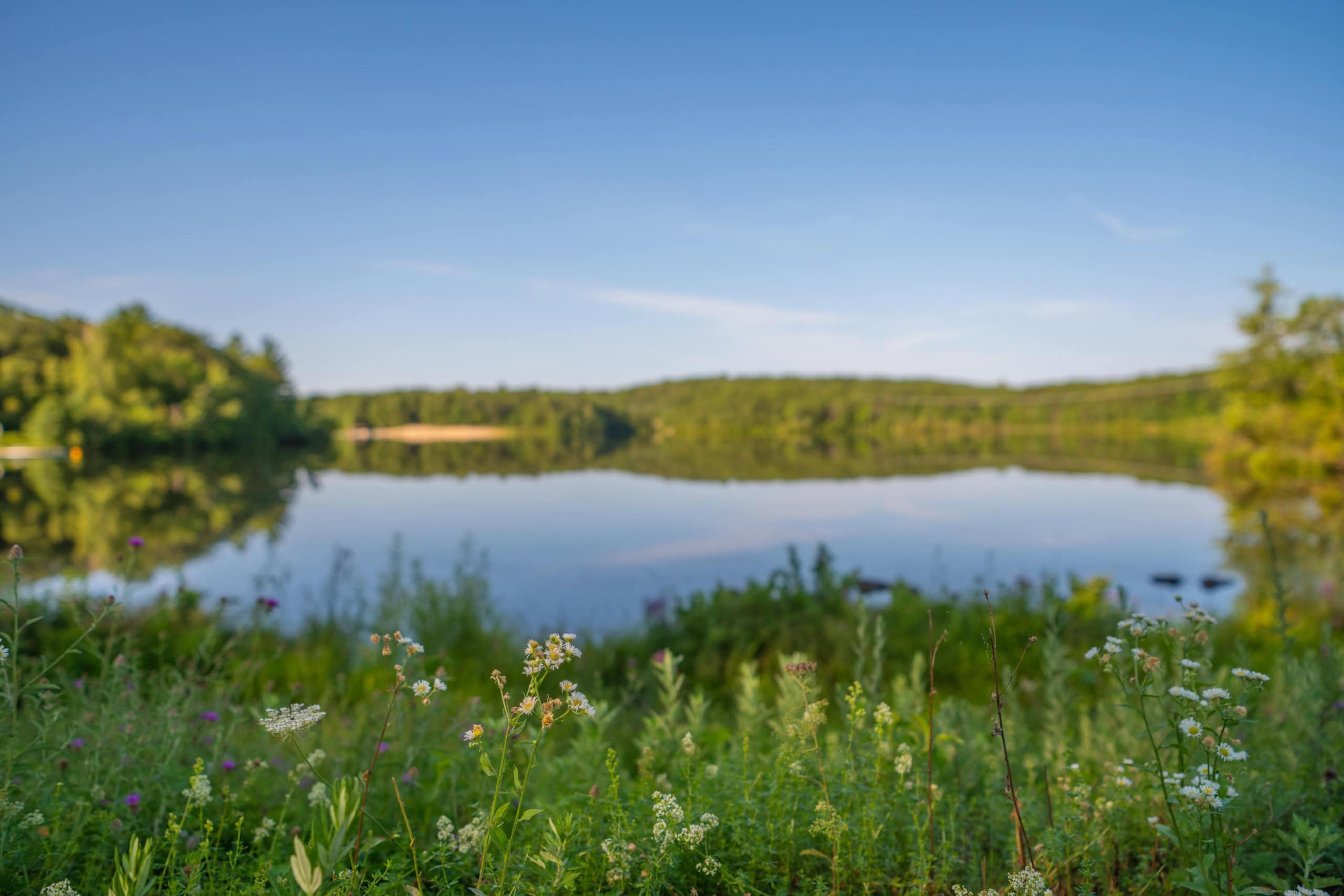 A calm lake surrounded by green trees and wildflowers under a clear blue sky on a sunny day.