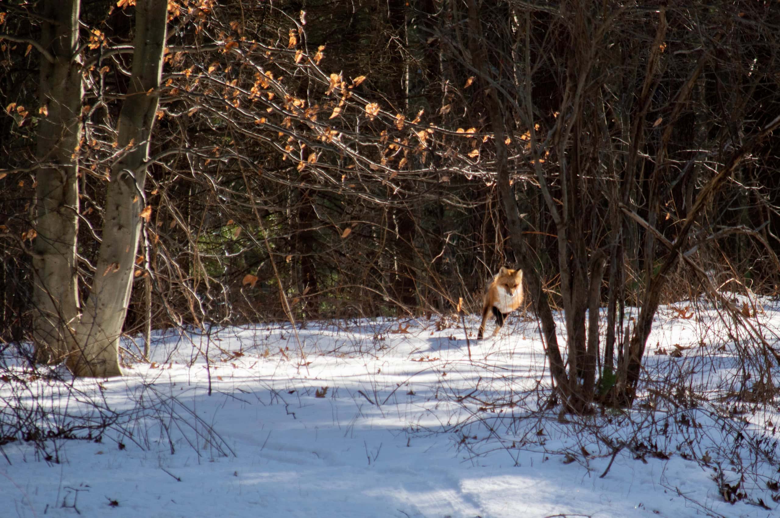 A fox stands on snow in a forested area with bare trees and scattered dry leaves.