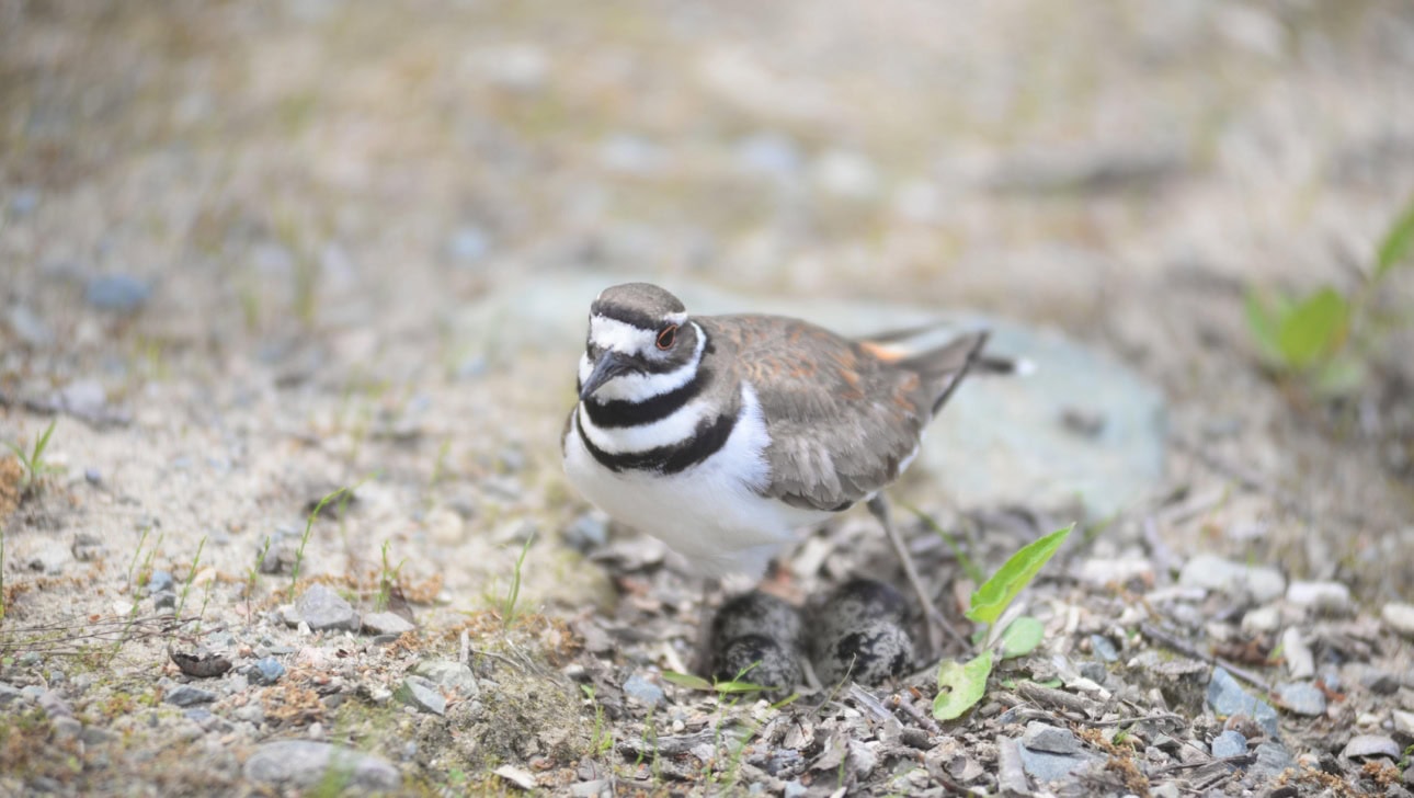 A killdeer bird standing on rocky ground with two camouflaged chicks nestled beneath its body.