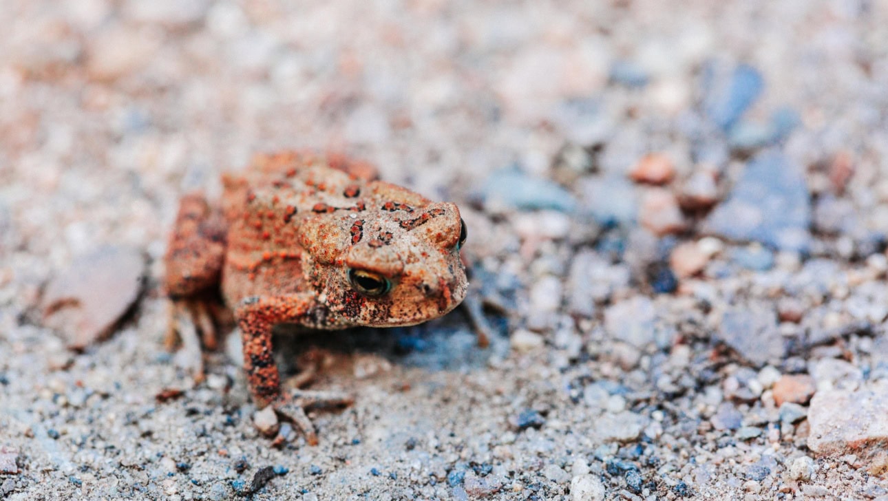 A brown toad sits on a gravelly surface, blending in with the rocky background.