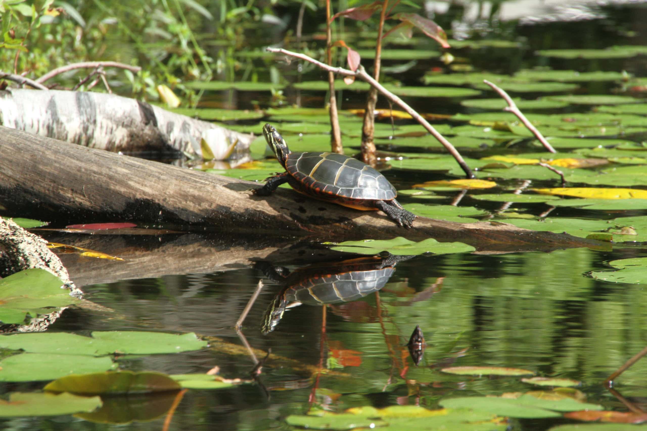 A turtle rests on a log surrounded by lily pads in a pond, with its reflection visible in the water.