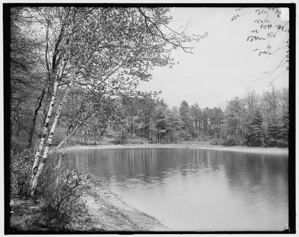 A calm lake bordered by trees, including birch trees in the foreground, with a forested shoreline in the background under a cloudy sky.
