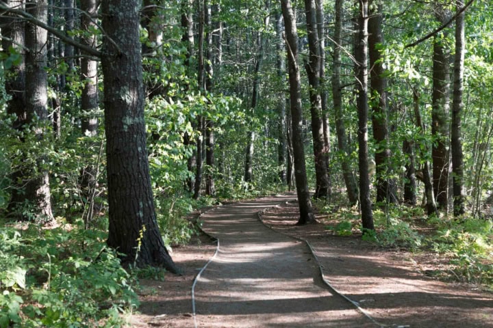A shaded dirt path winds through a dense, green forest with sunlight filtering through the trees.