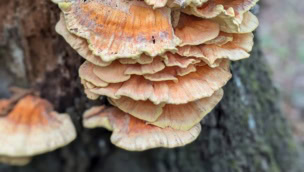 large mushroom growing on a tree.