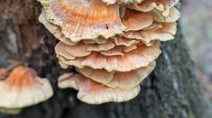 large mushroom growing on a tree.