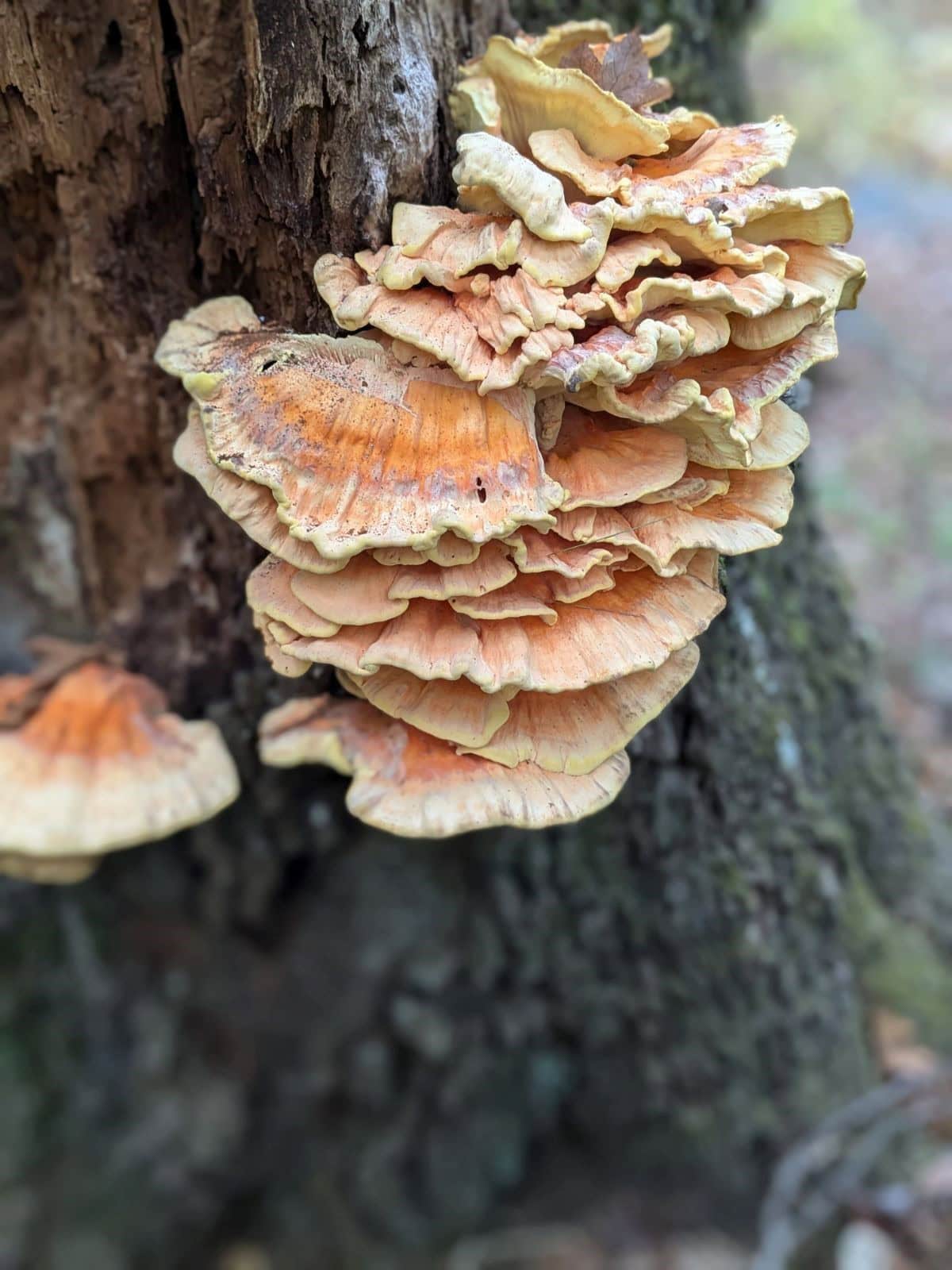 large mushroom growing on a tree.